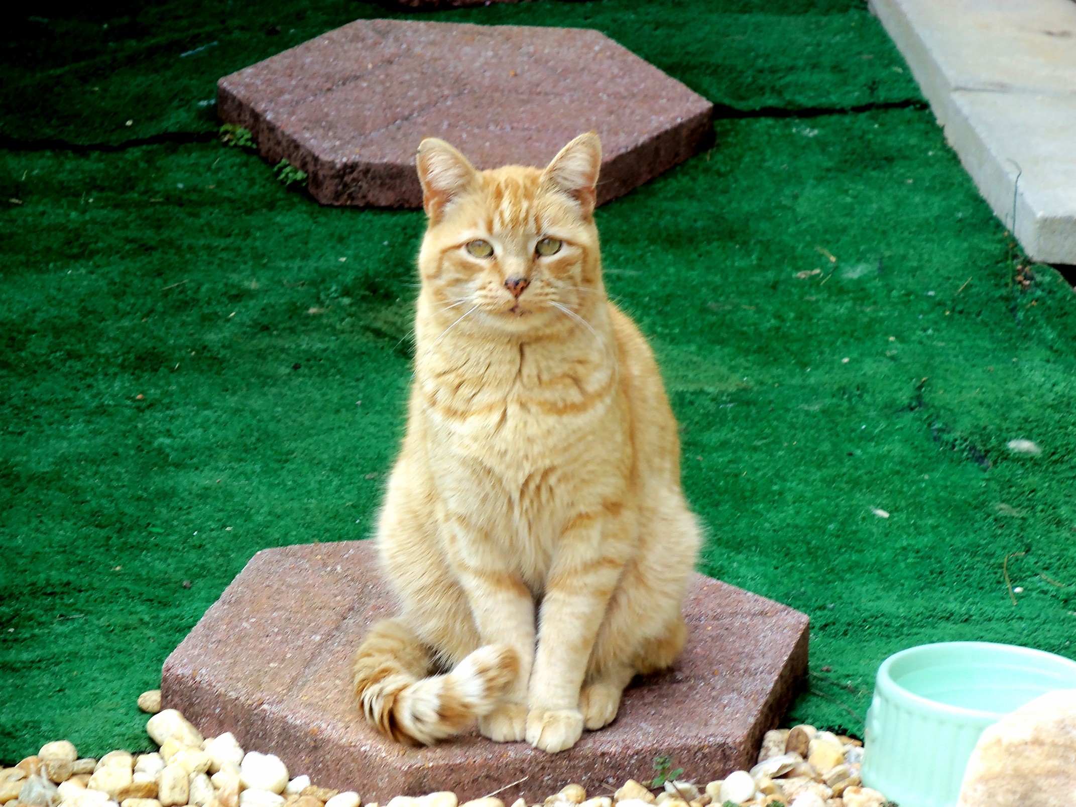 Orange Cats You Say
