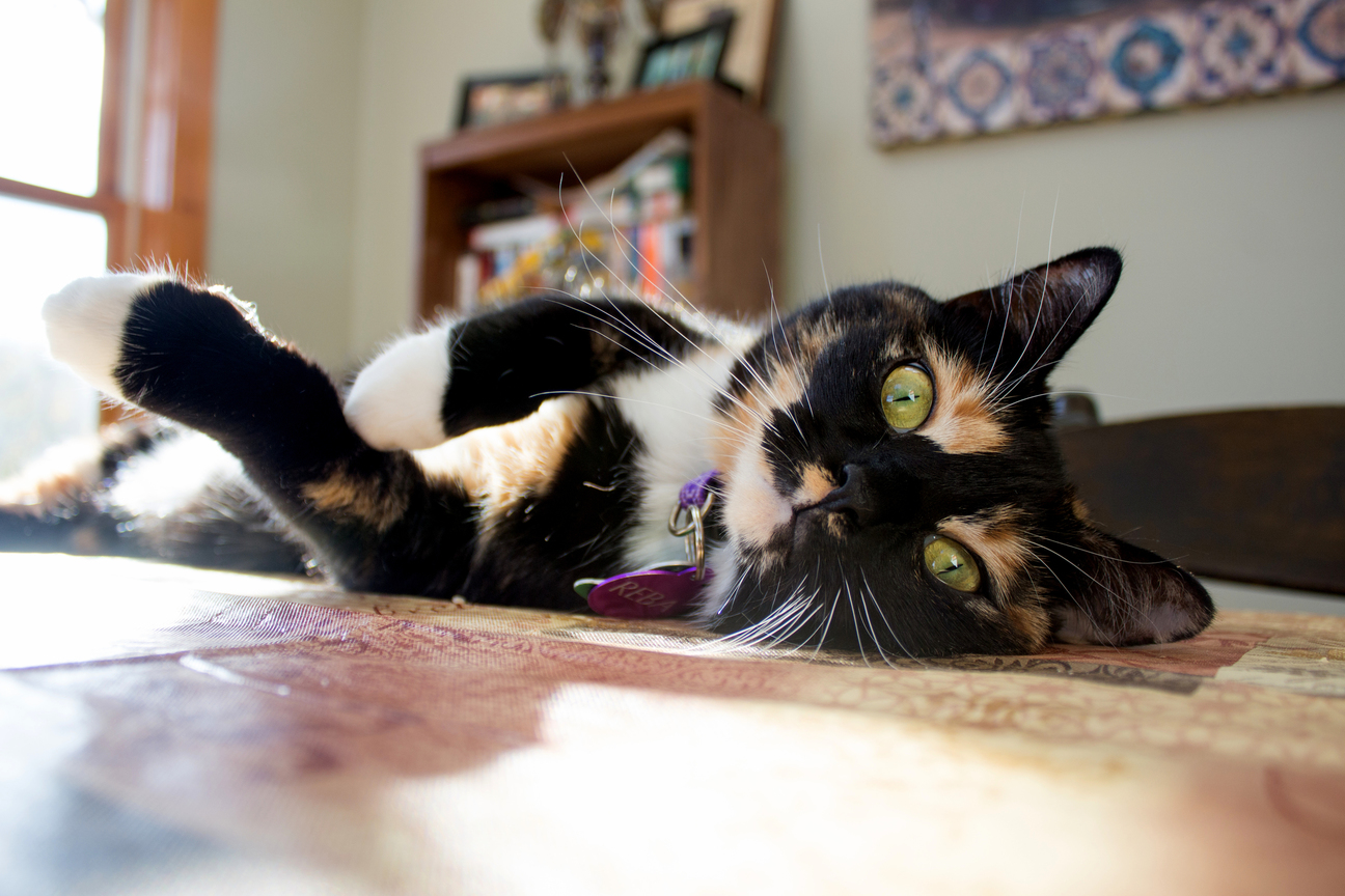 Our Beautiful Cat Reba.