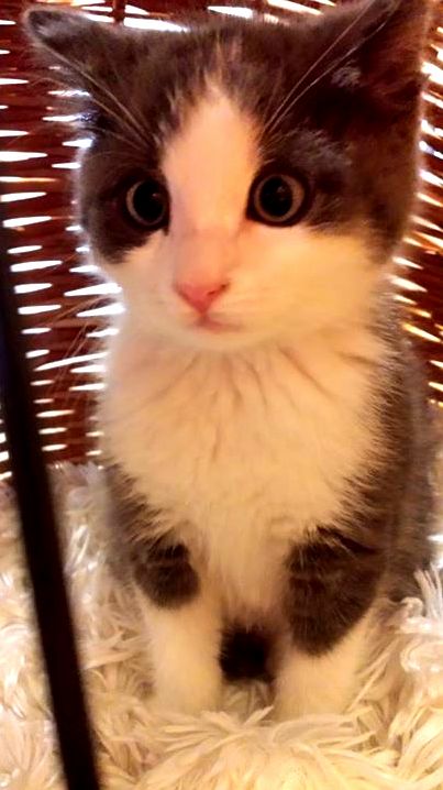 Our Cat Boba Went to the Vet for the First Time. Kind of Shocked.