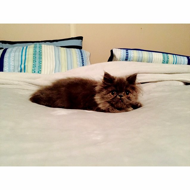 Our Gorgeous Little Gizmo