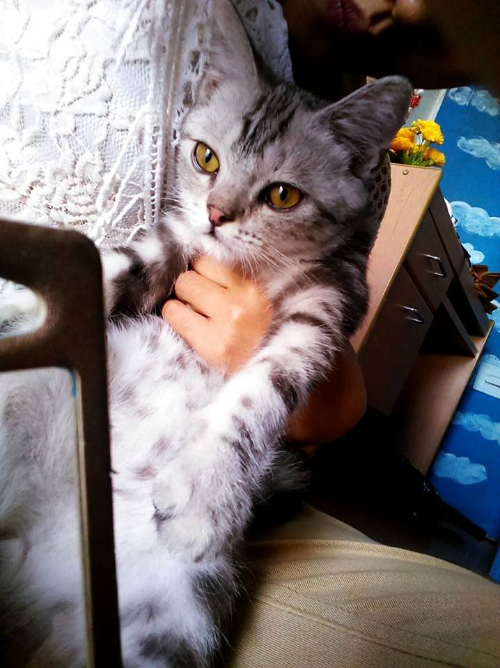 Our New Boy Pororo