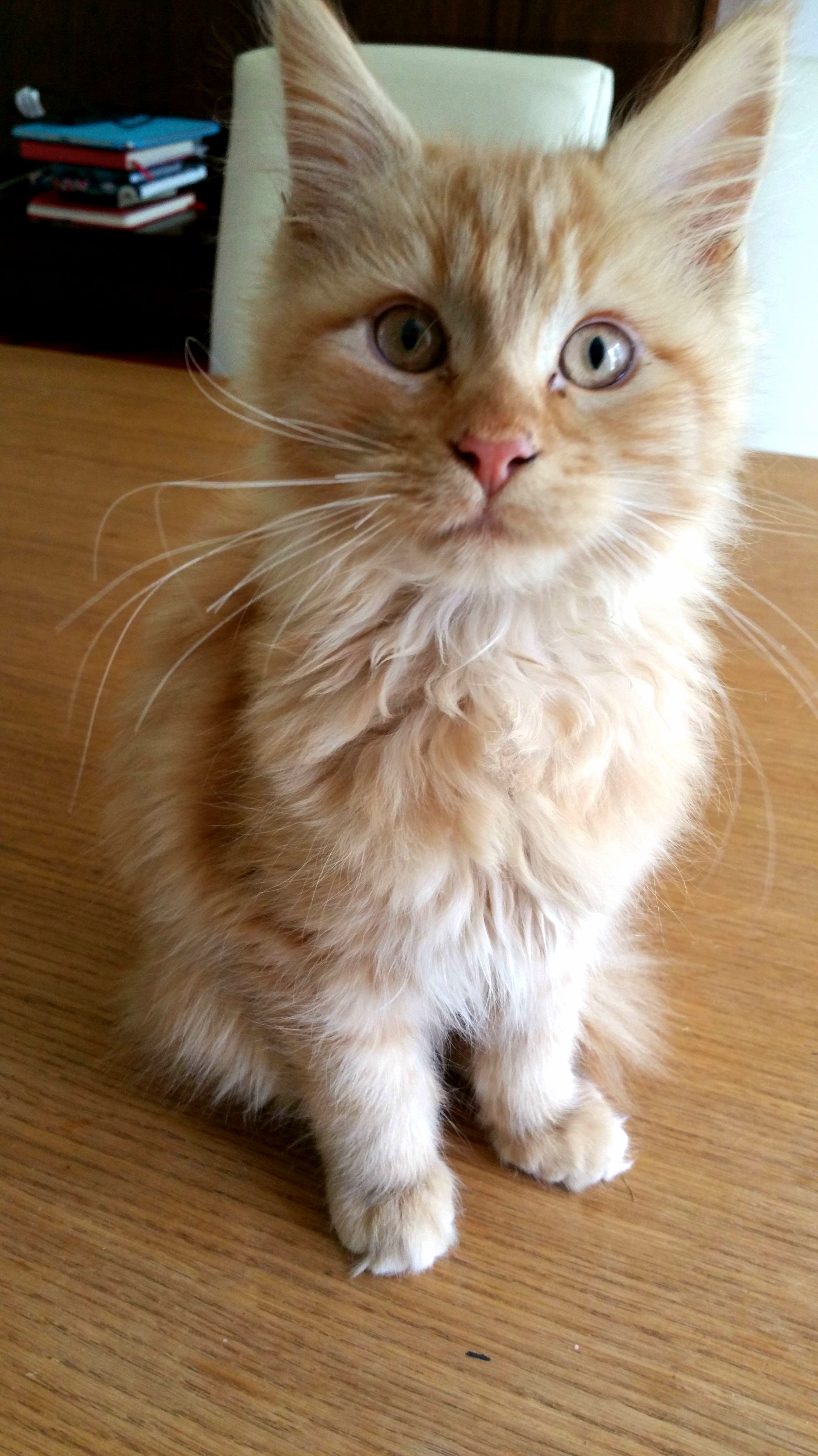 Our Newest Addition Maine Coon