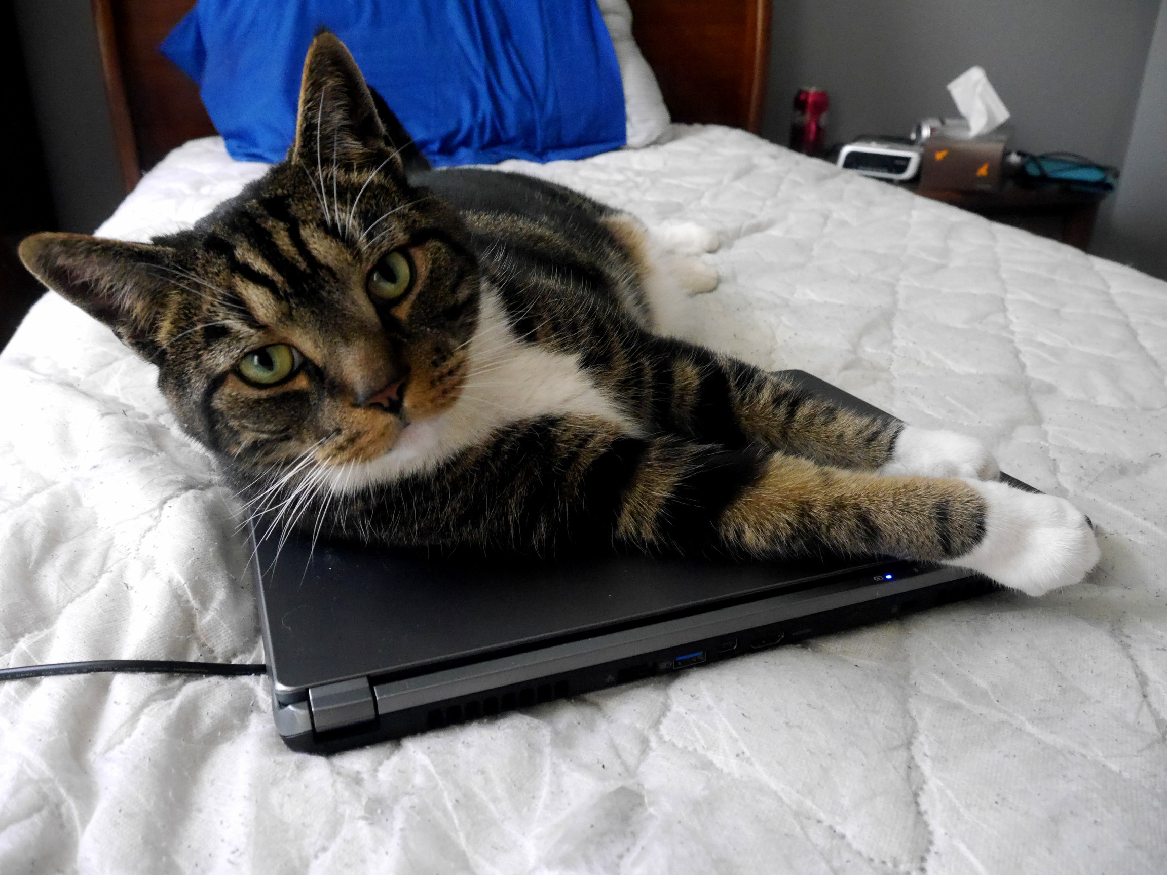 Out of the Whole Bed My Laptop Was Apparently the Best Place to Lie Down.