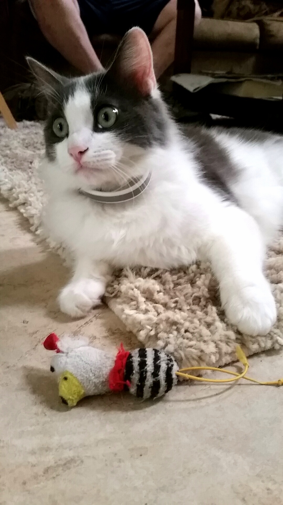Penduncle and Mr.chicken