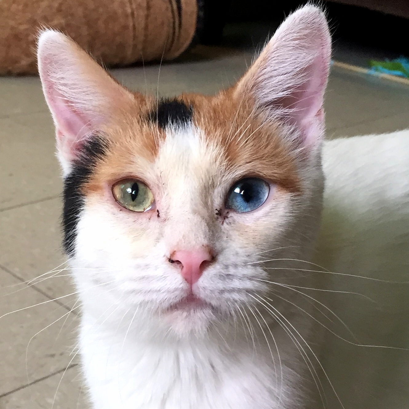 President Kitty 2 Eye Colored Cat
