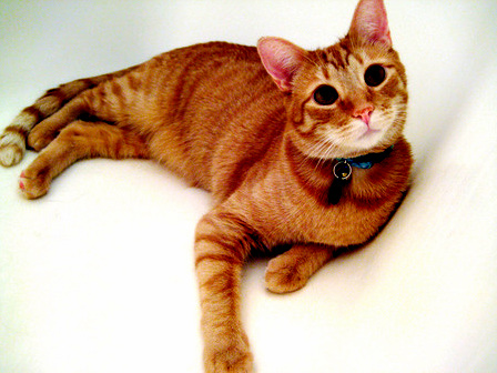 Presley Is Going to Be in a Calendar