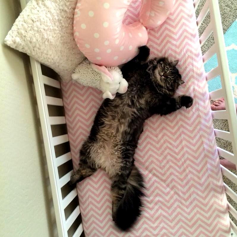 Pretty Sure Our Cat Thinks the Crib We Put Together Was for Him.