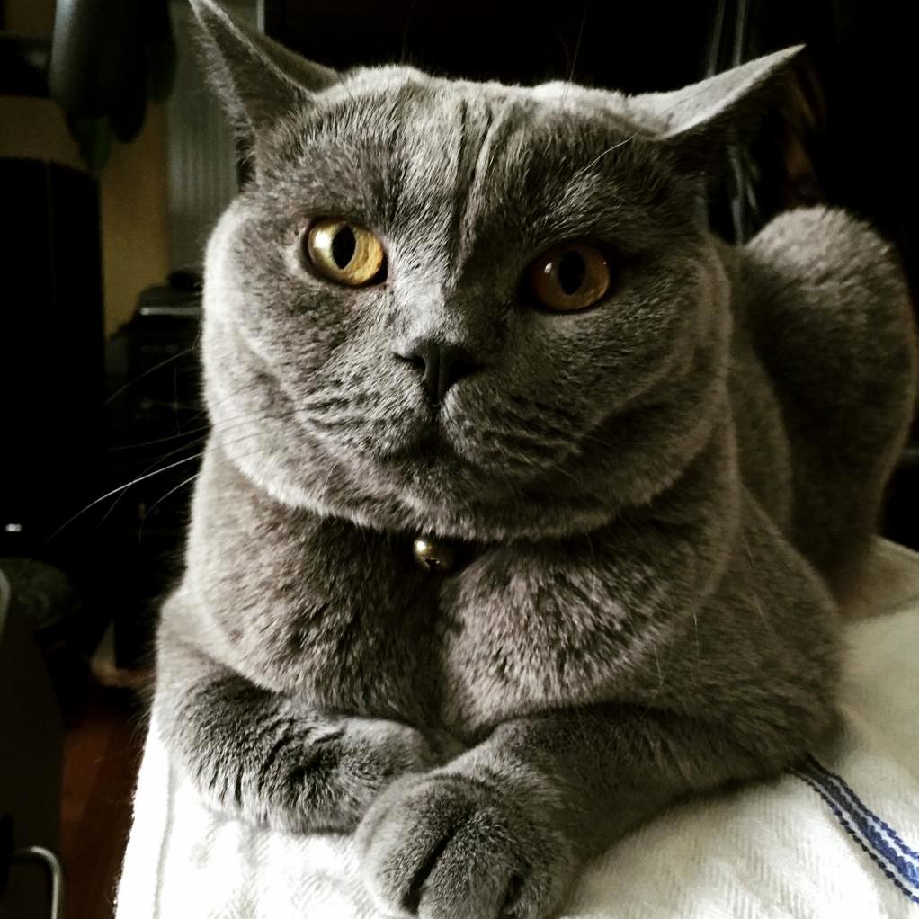 Rain Day Baxter British Shorthair