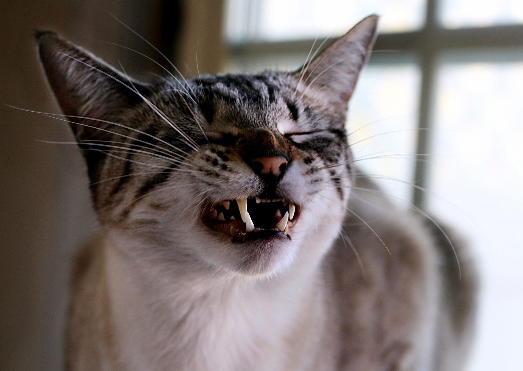 Rawr Im a Kitty