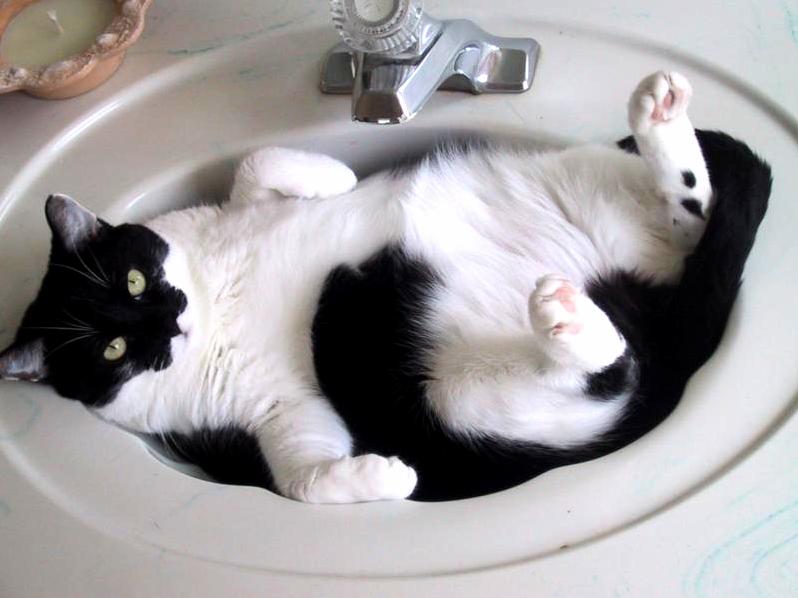Relaxing in the Sink.....this Is the Life