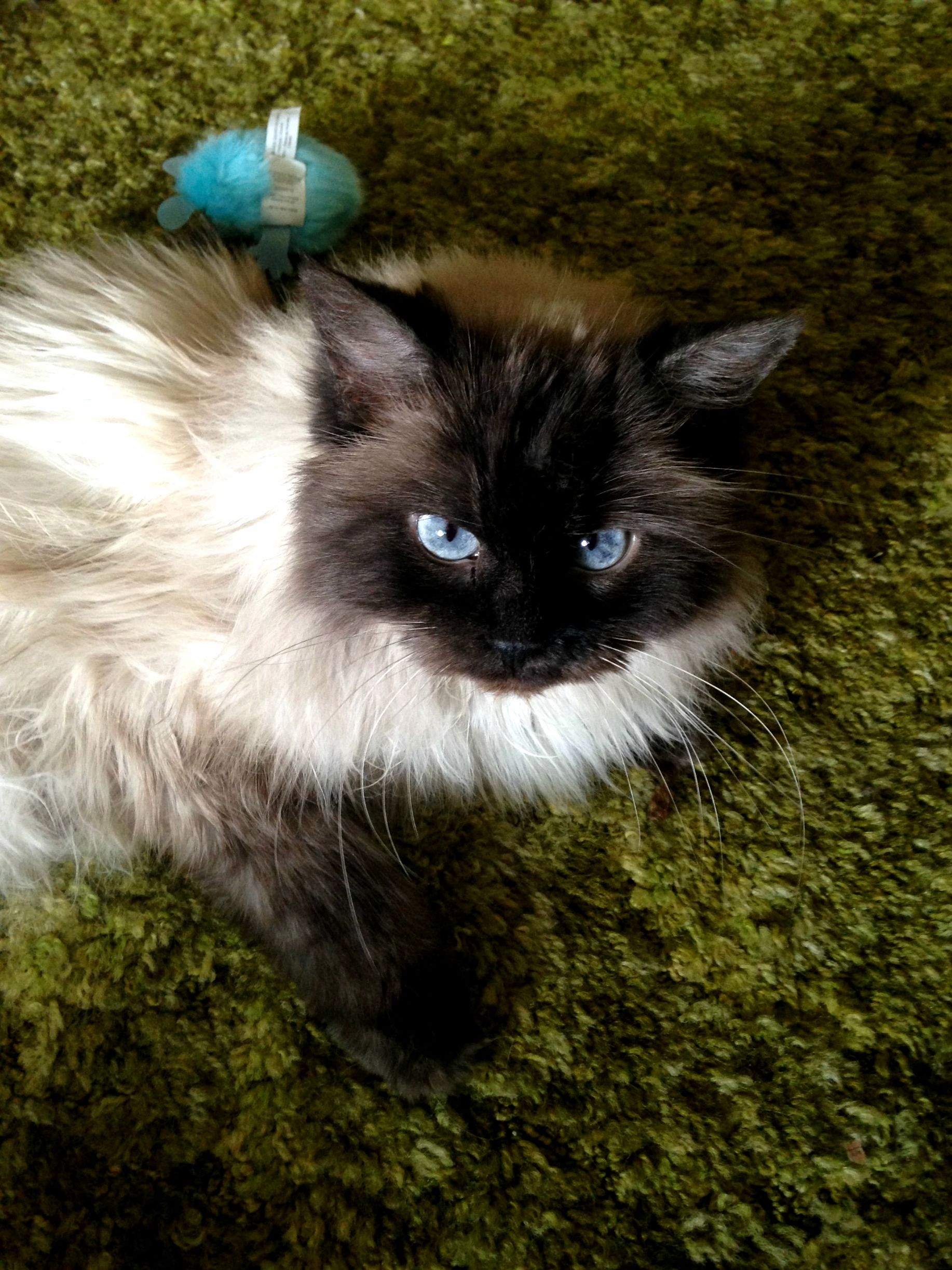 Rika Actually Looked at the Camera for Once.