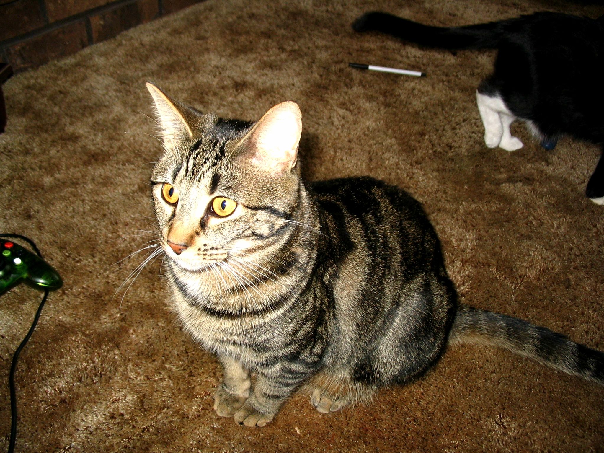 Rip Mr. Frodo Baggins - What Its Like to Put Your Cat to Sleep