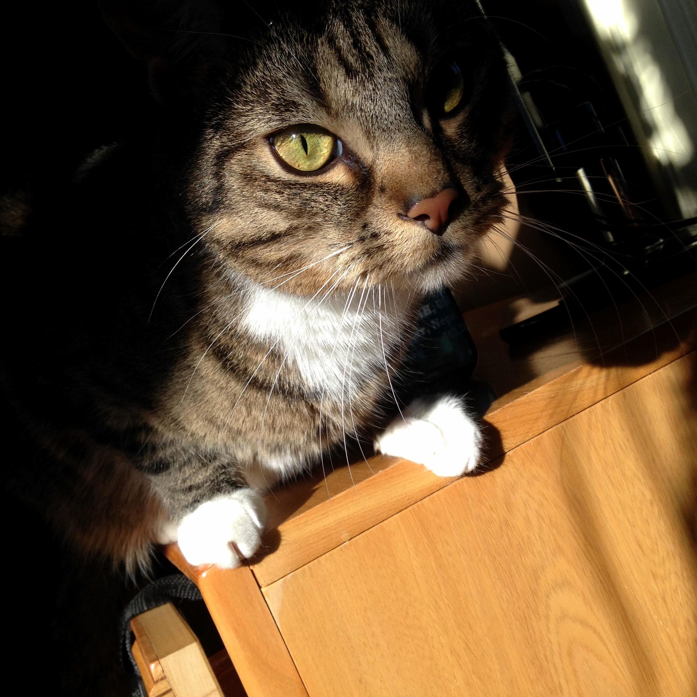 Sad Sun Cat