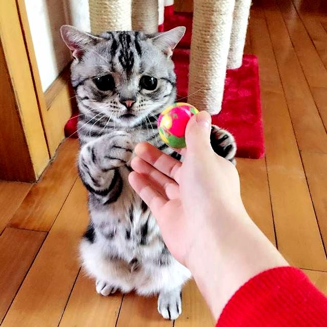 Saddest Cat on the Internet