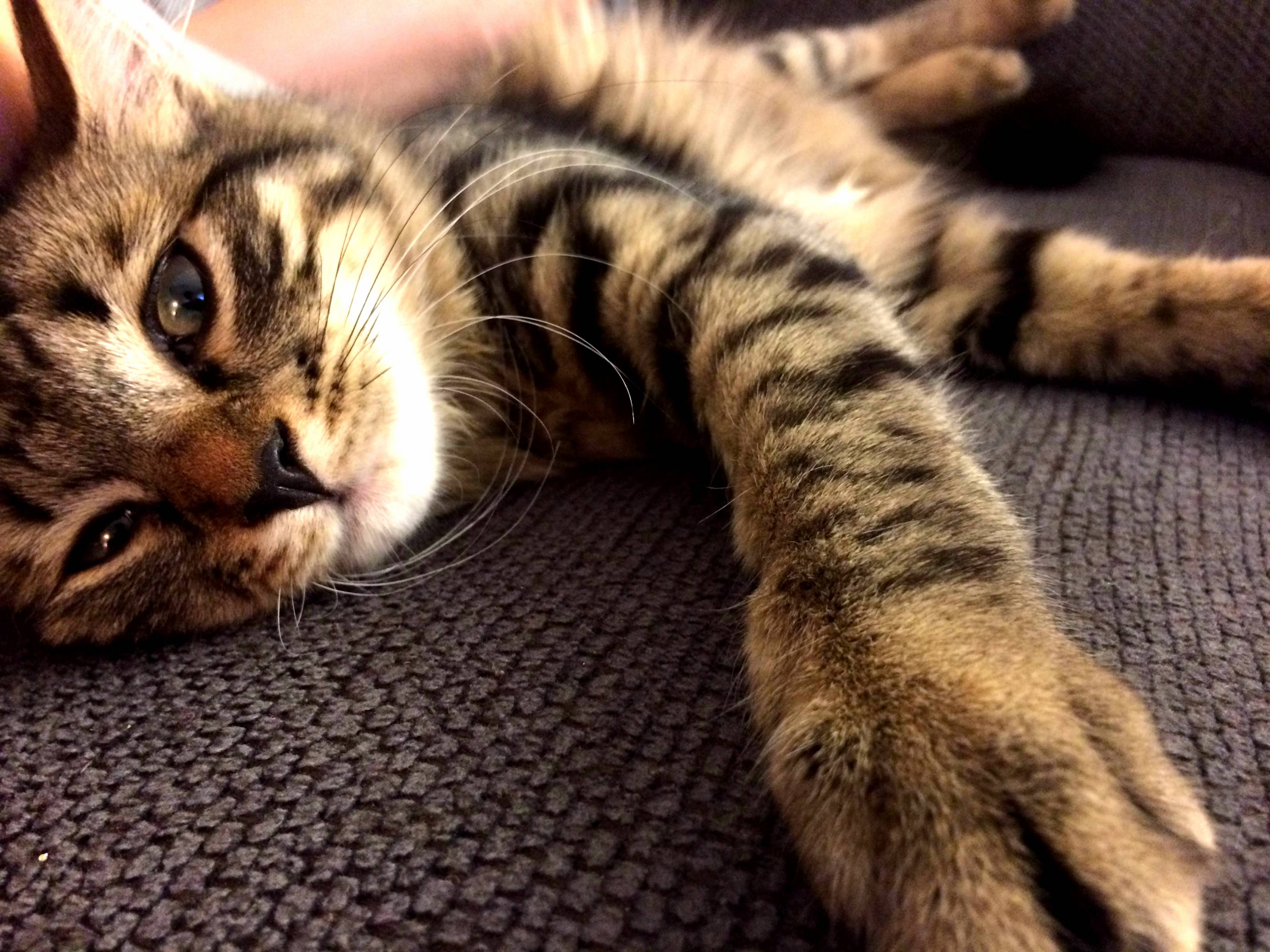 Sasha the Siberian Cutest Kitten Ever