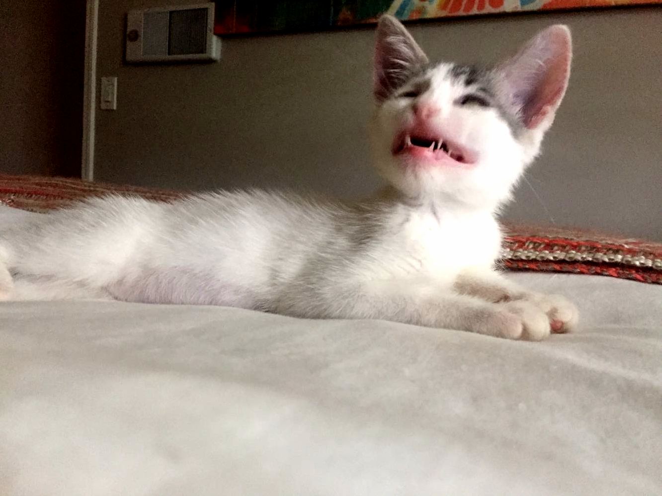 Say Cheese