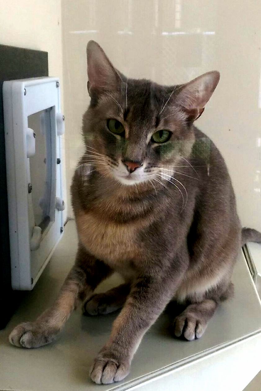Scared and Very Wary Cat Home from the Shelter.
