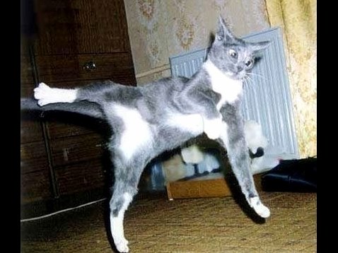 Schizo Cat
