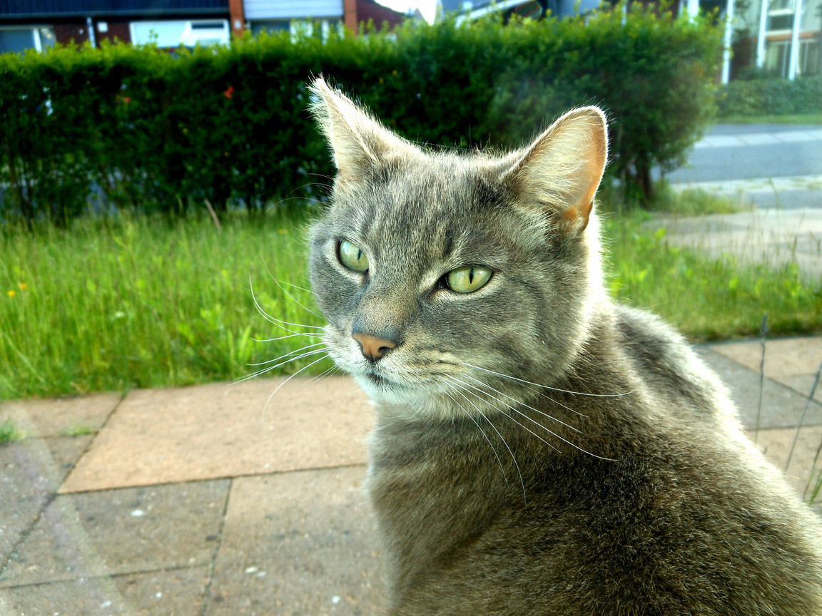 Serious Cat
