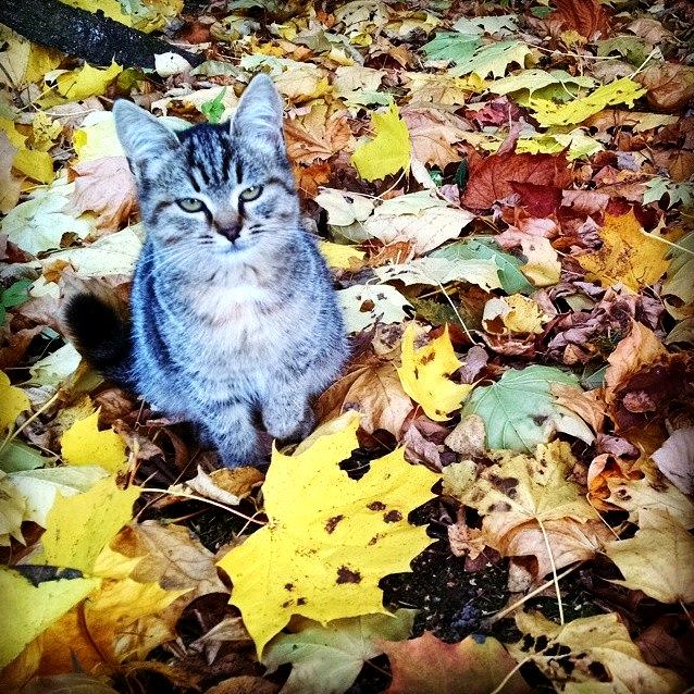She Chose Me Last Autumn