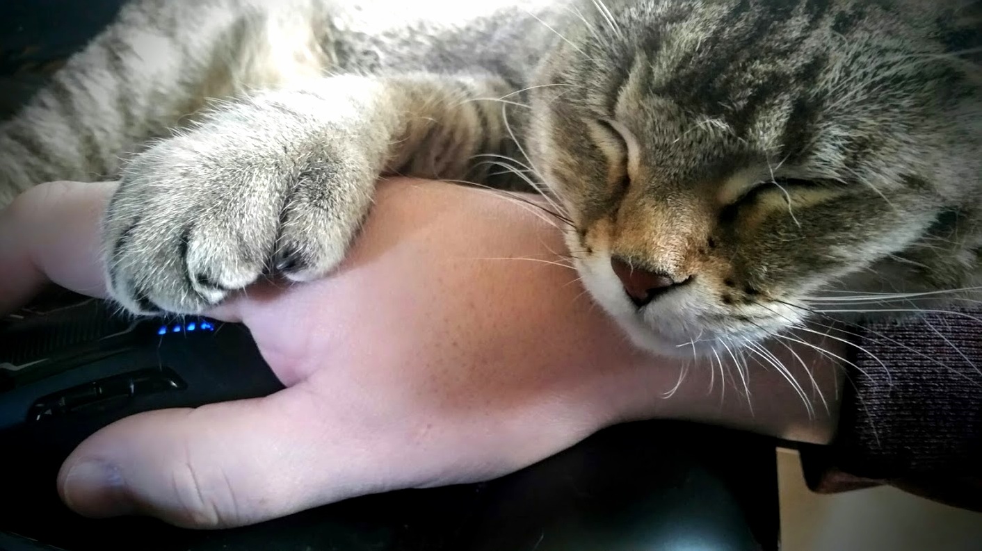 She Is Helping Me Work from Home Today.