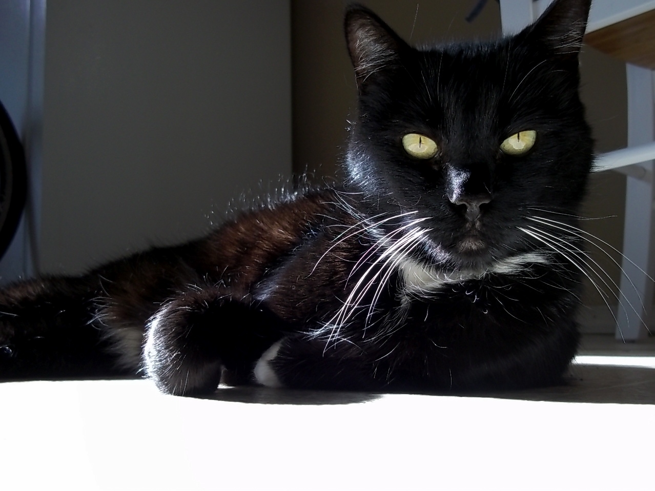 She Was Displeased That I Disturbed Her Nap.