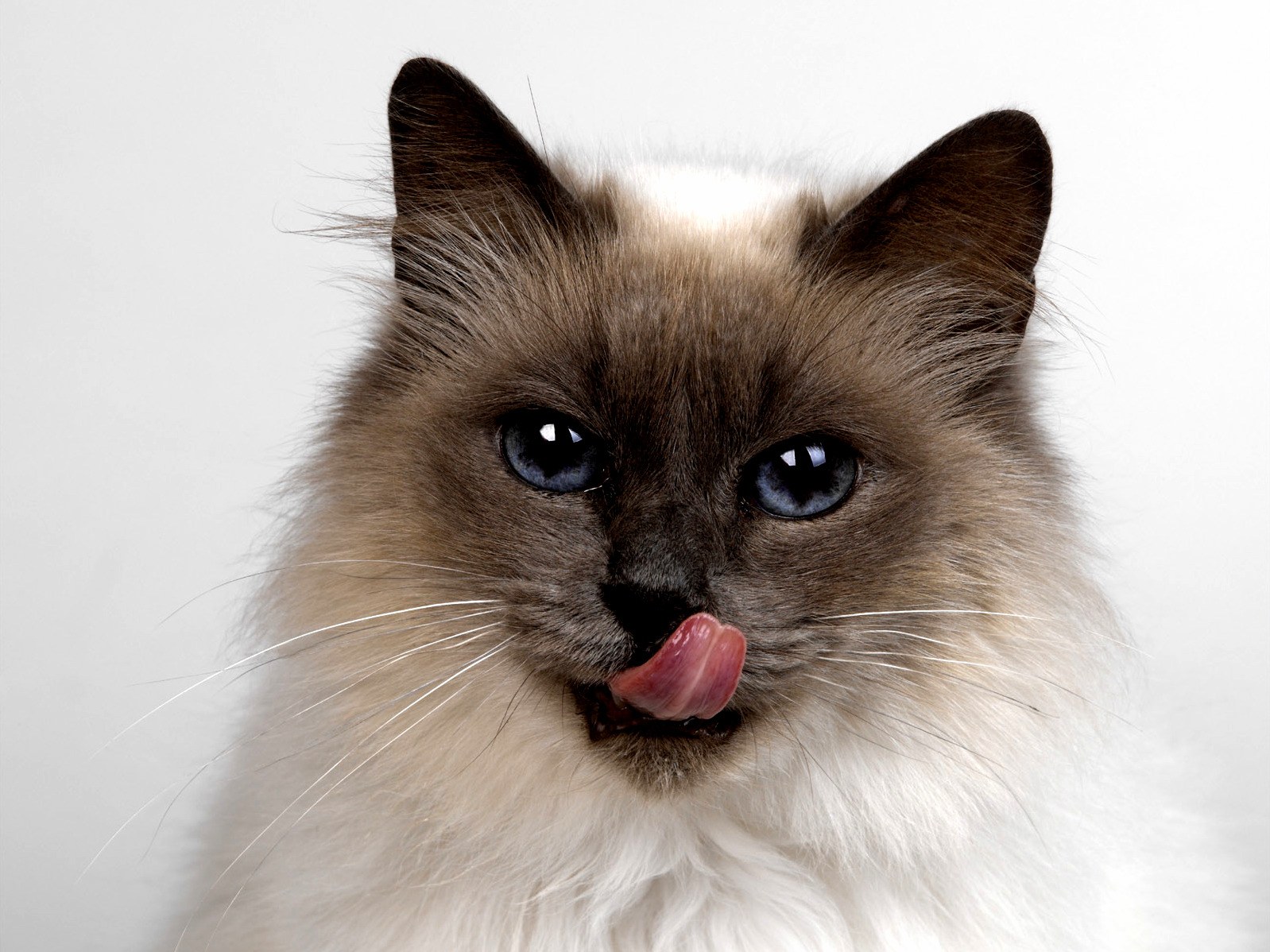 Silly Cat Trix Are for Kids