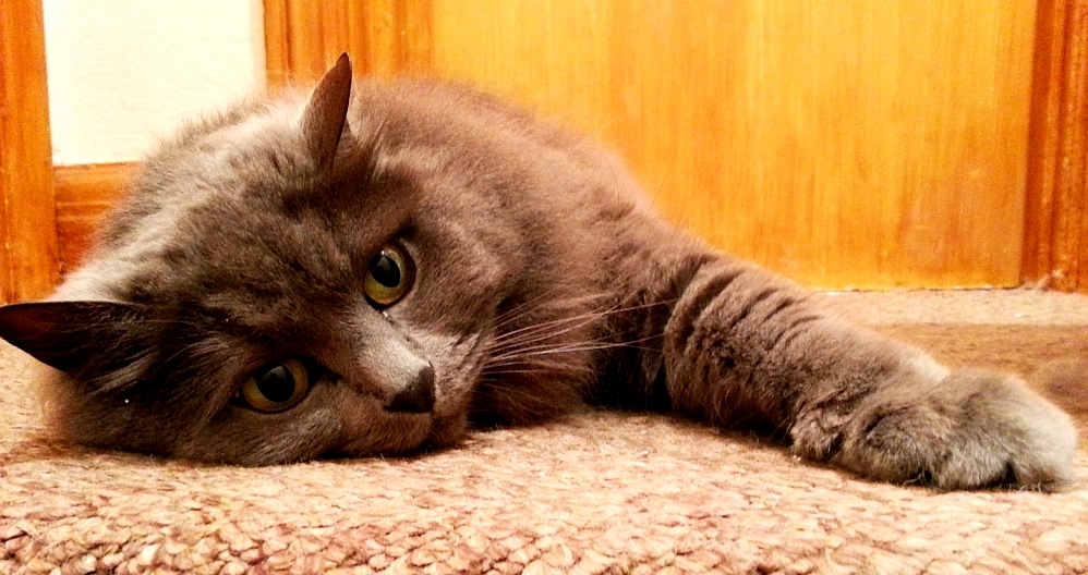 Since You Loved My Last Photo of Willow Heres Another