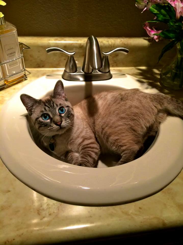 Sink Cat Doing Sink Cat Things