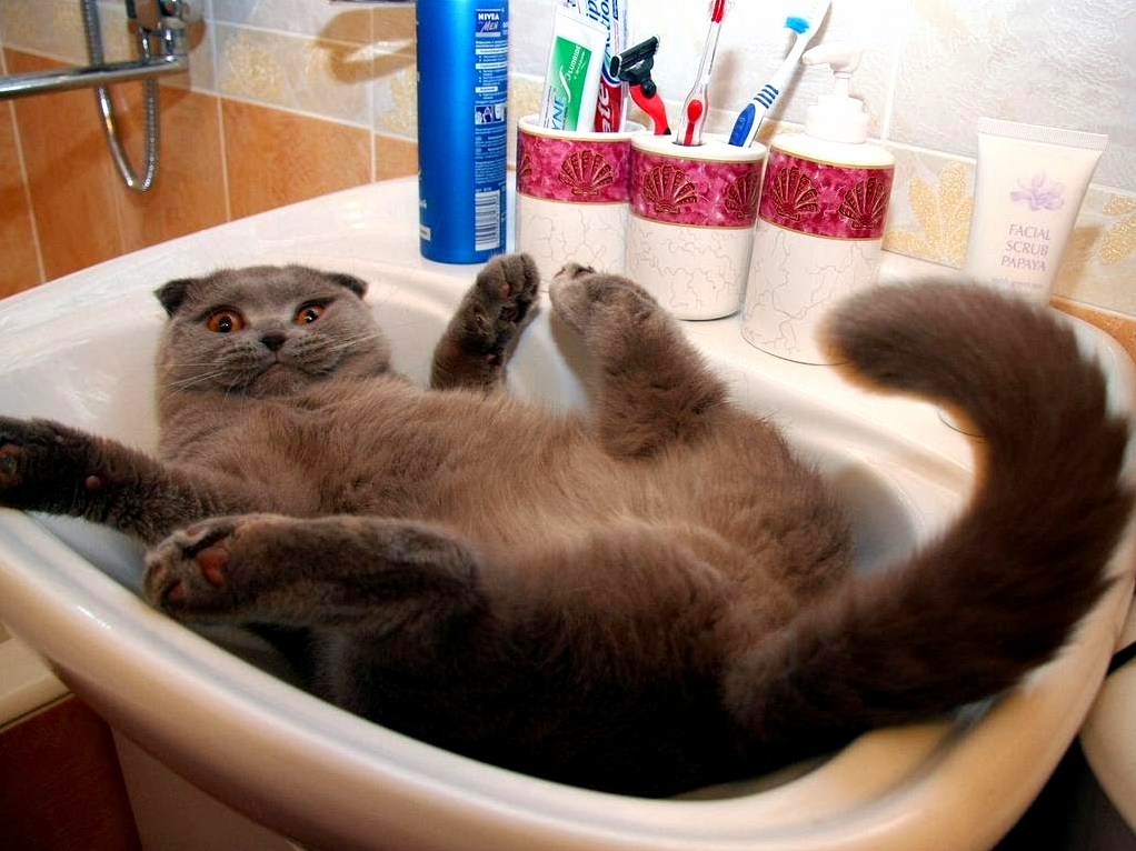 Sink Cat