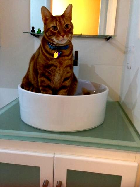 Sinks Are for Sitting