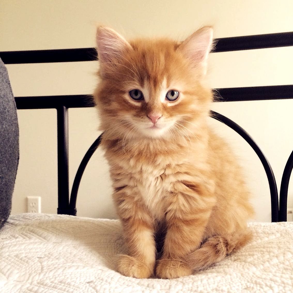 Sir Chunk