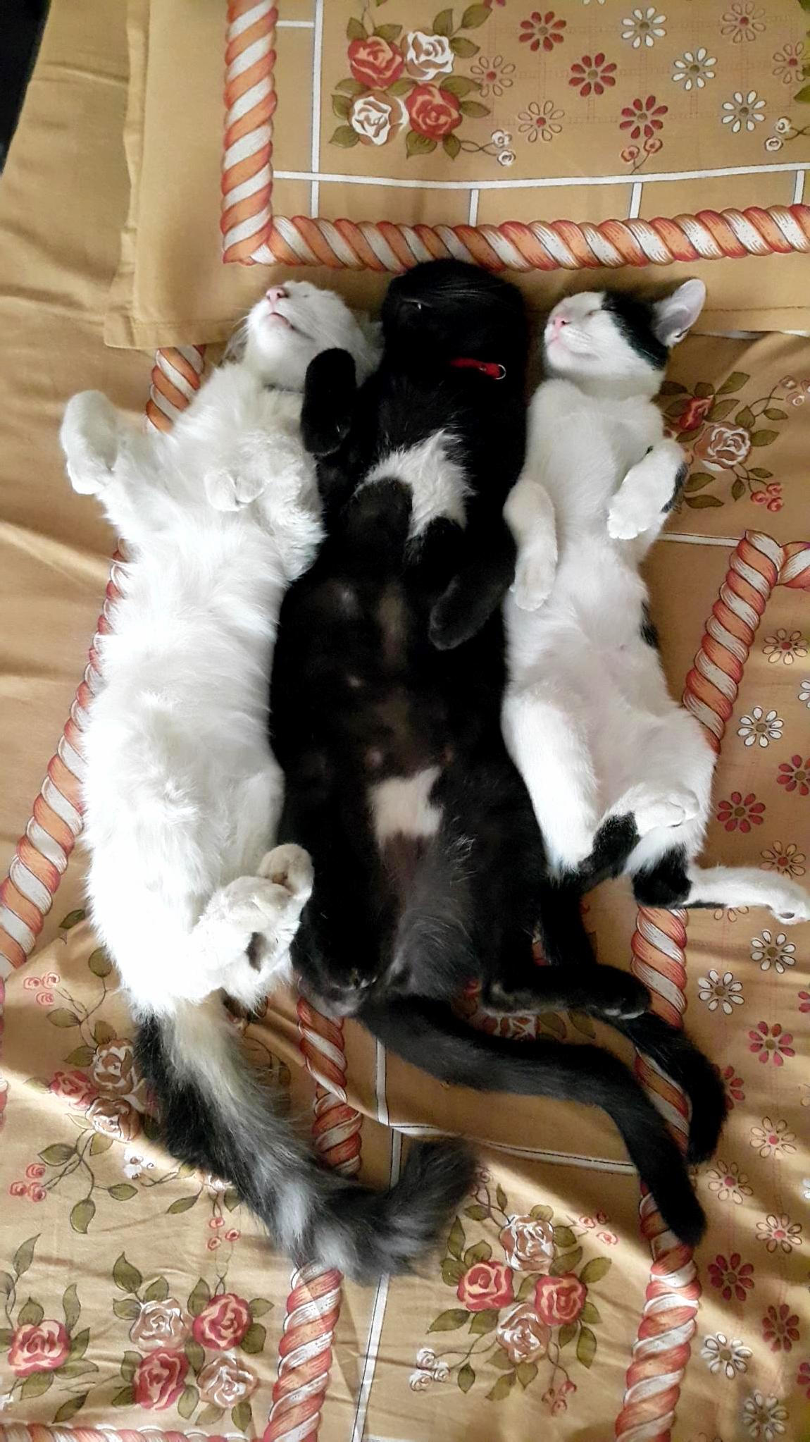 Sleep All Day Party All Night.