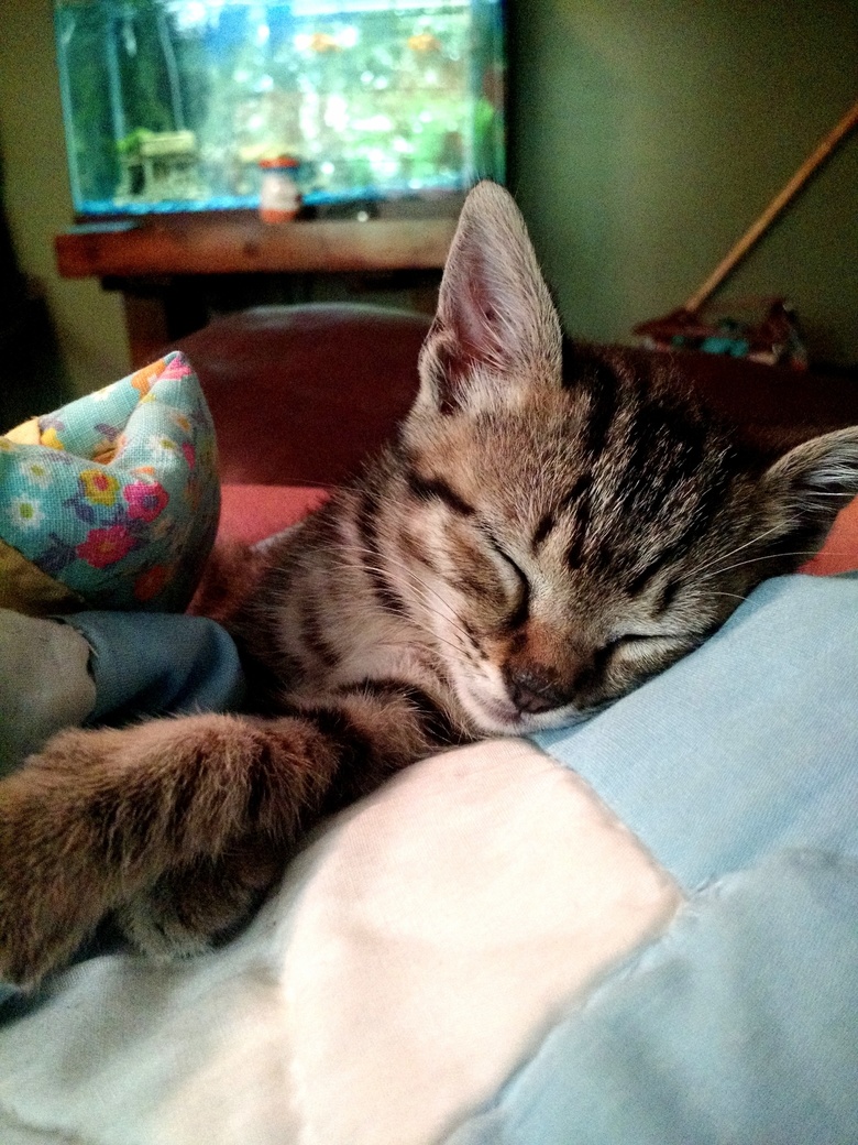 Sleeping Kitty
