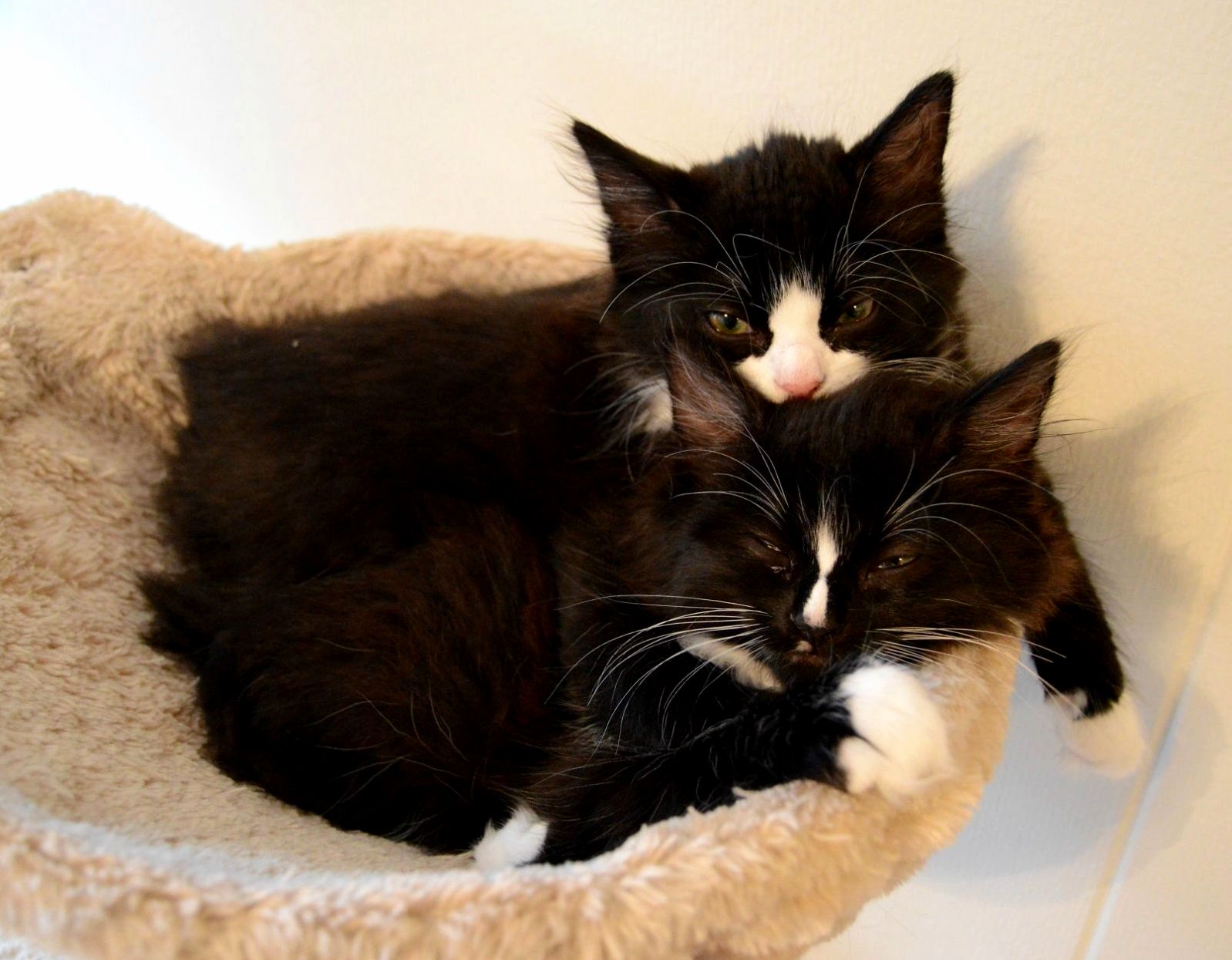 Sleepy Cuddles
