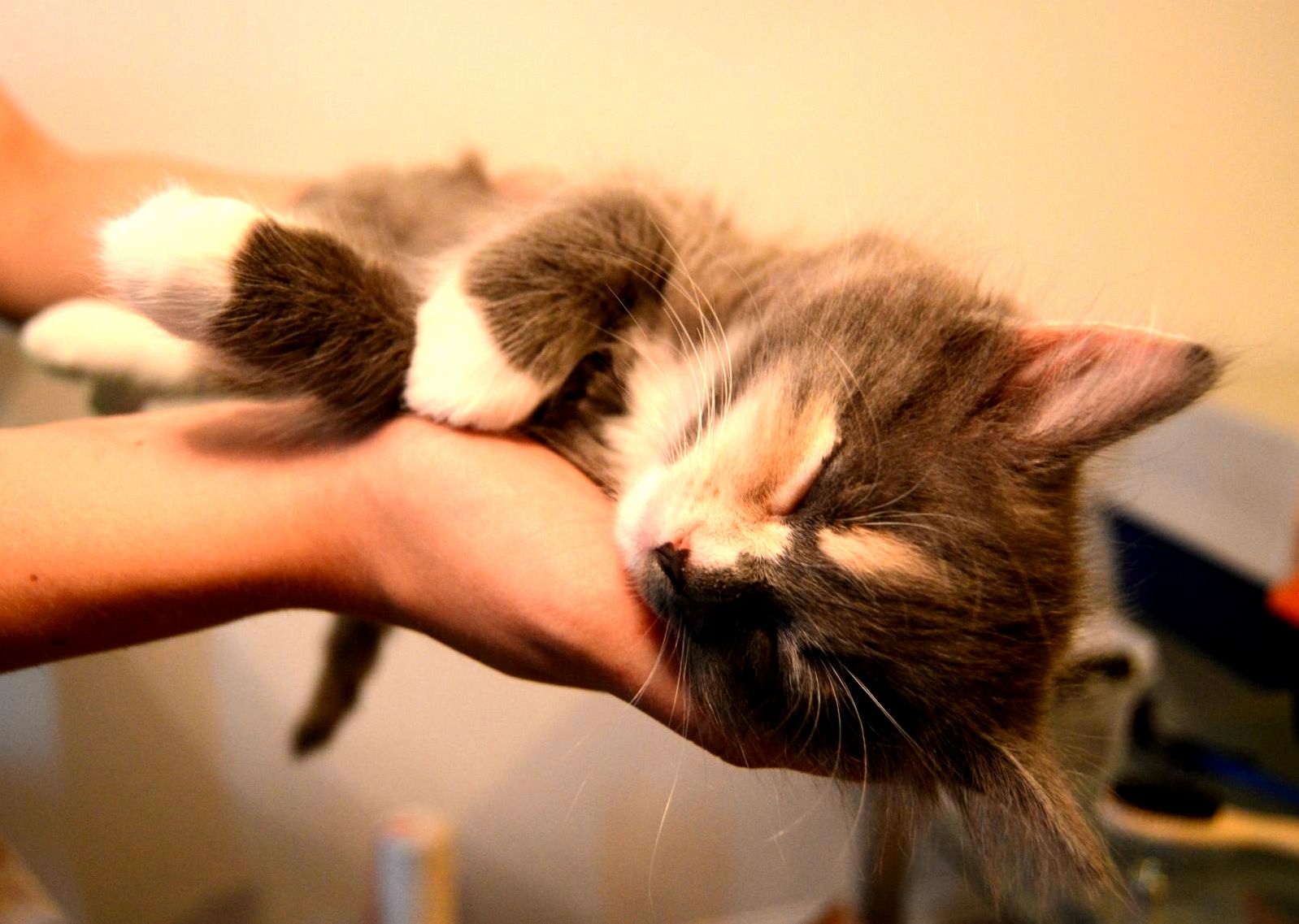 Sleepy Kitty