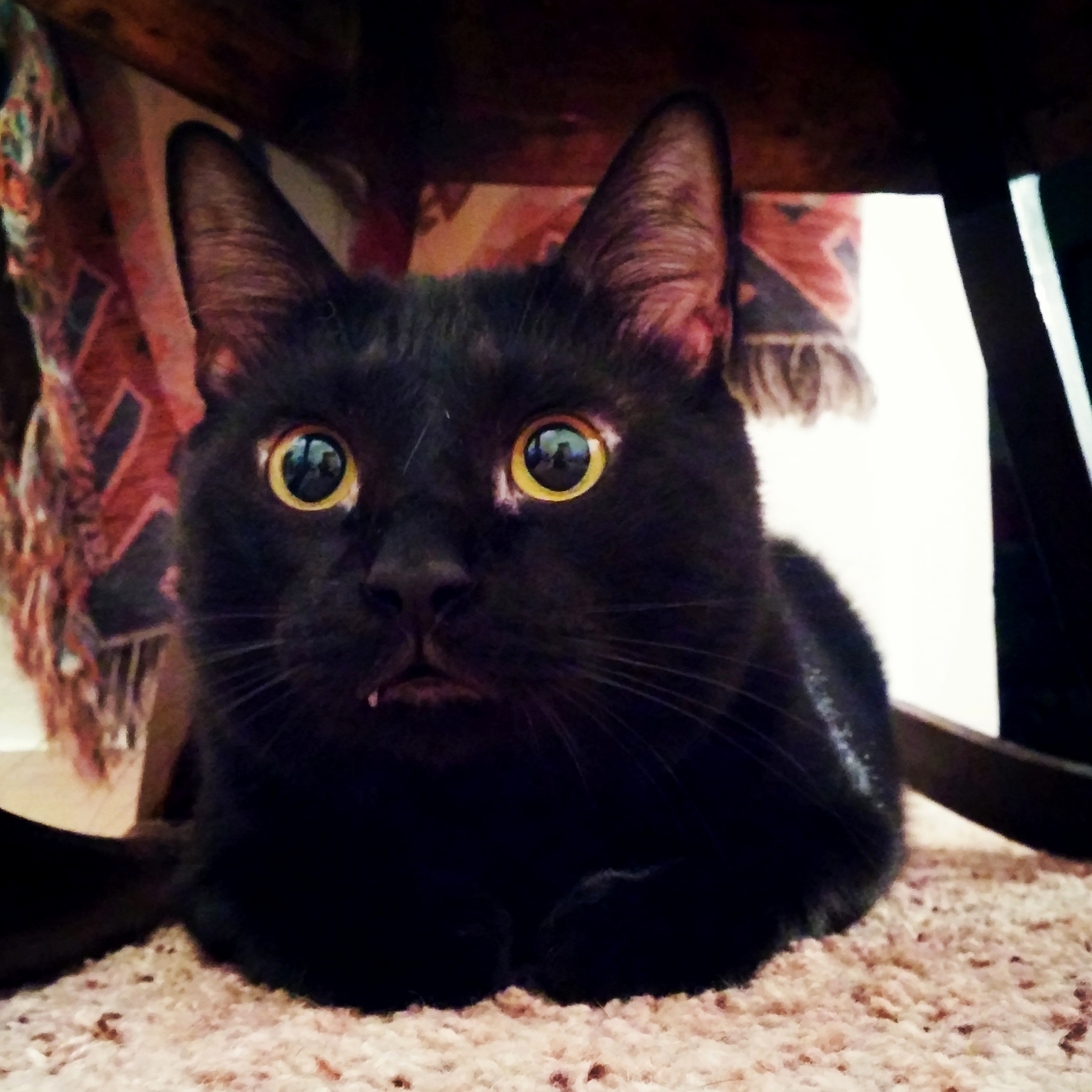 Snaggle Tooth.