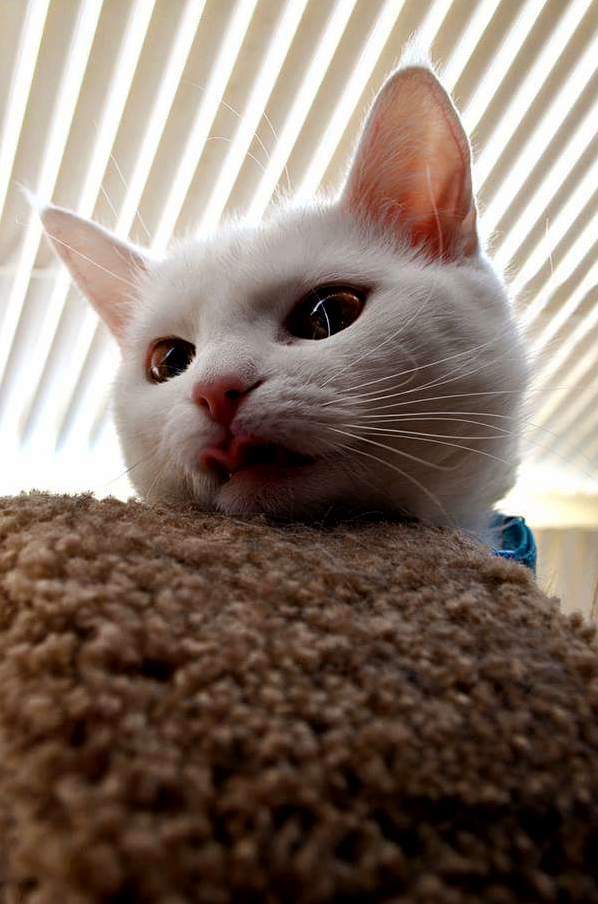 Snapped This Picture of My Cat at the Right Time