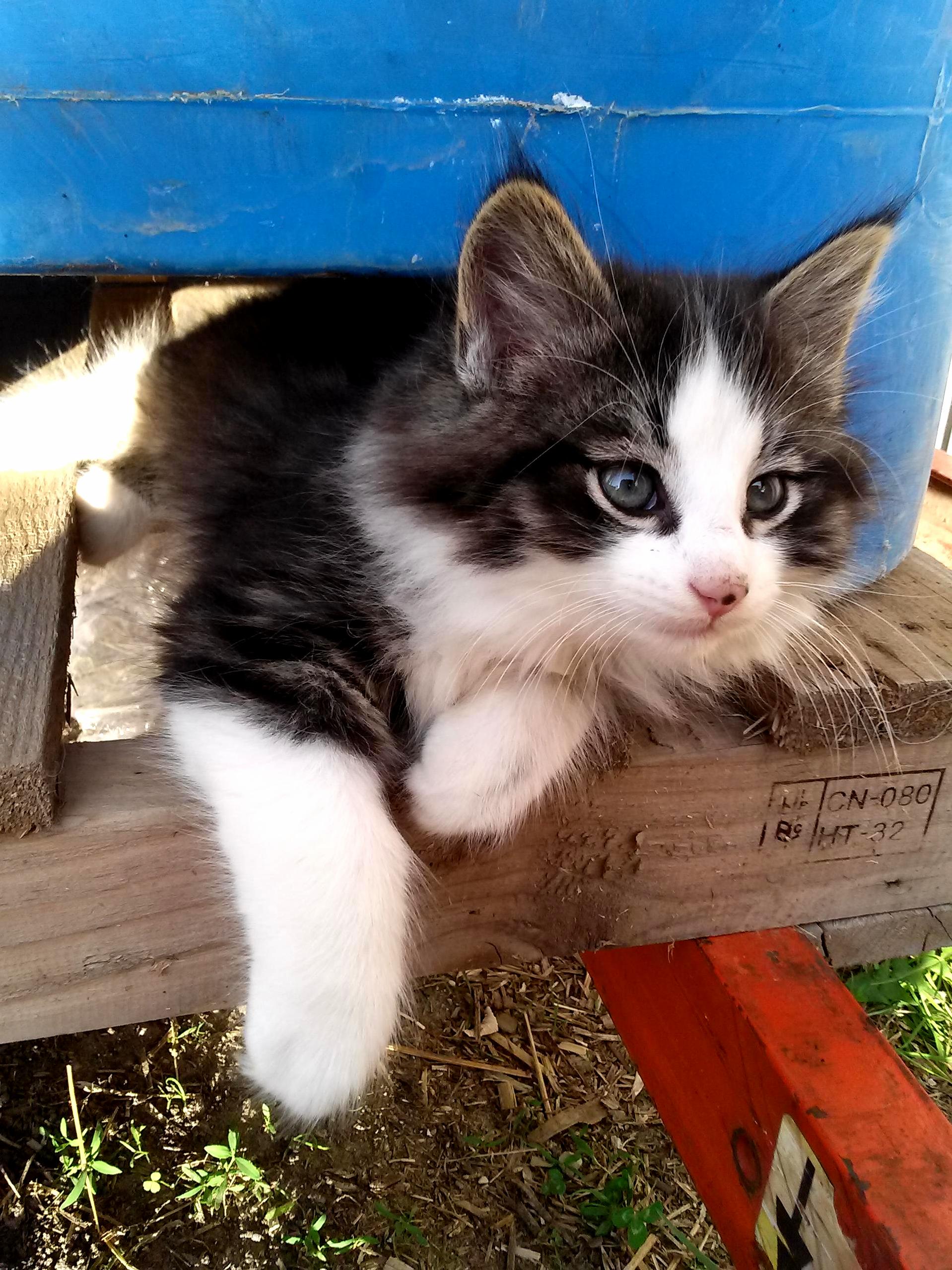 So Fluffy