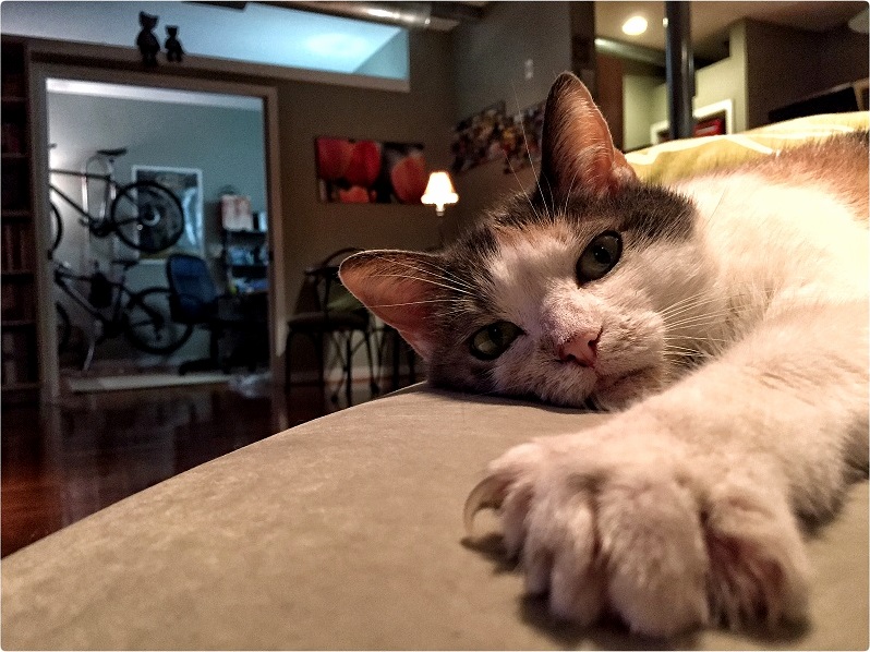So Irritated Every Time Shed Close Her Eyes ID Say Her Name and Shed Open Them. I Stopped When Those Claws Began to Flex.