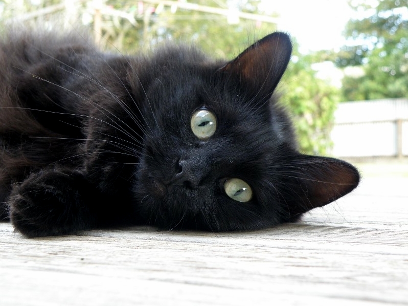 Some People Say That Black Cats Dont Photograph Well. I Beg to Differ
