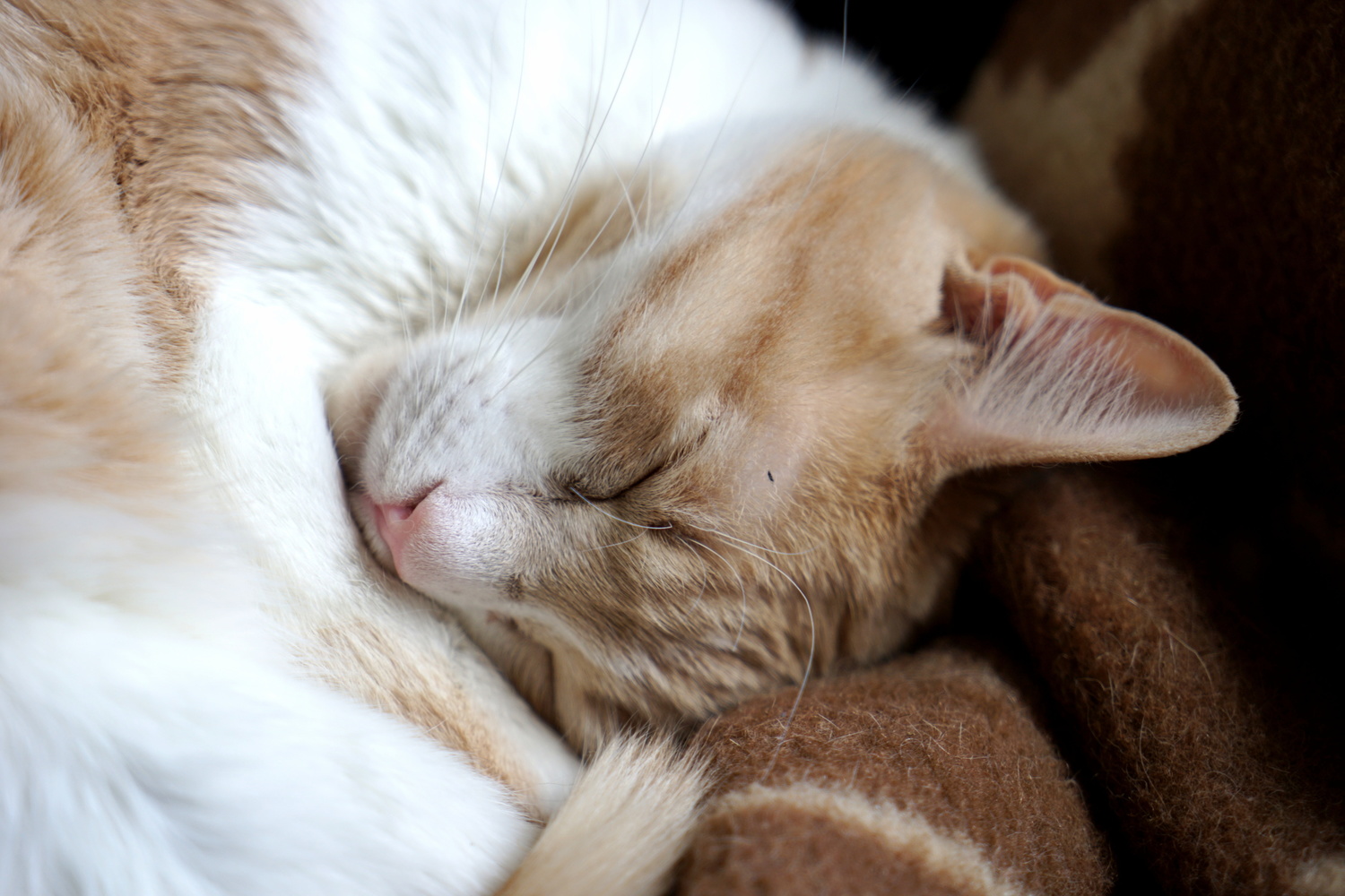 Sprocket Fast Asleep