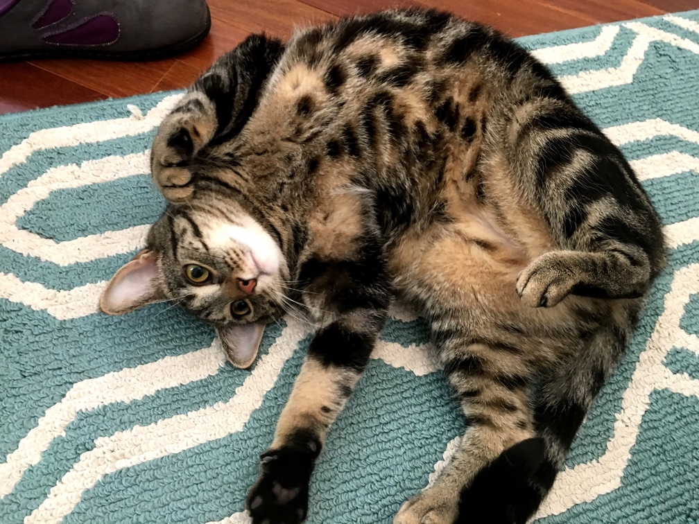 Squishy Spends Most of His Day on His Back for Some Reason.