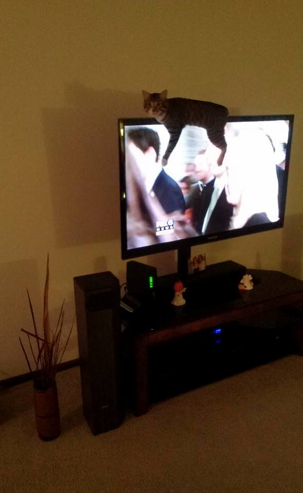 Stop Watching Tv and Love Me