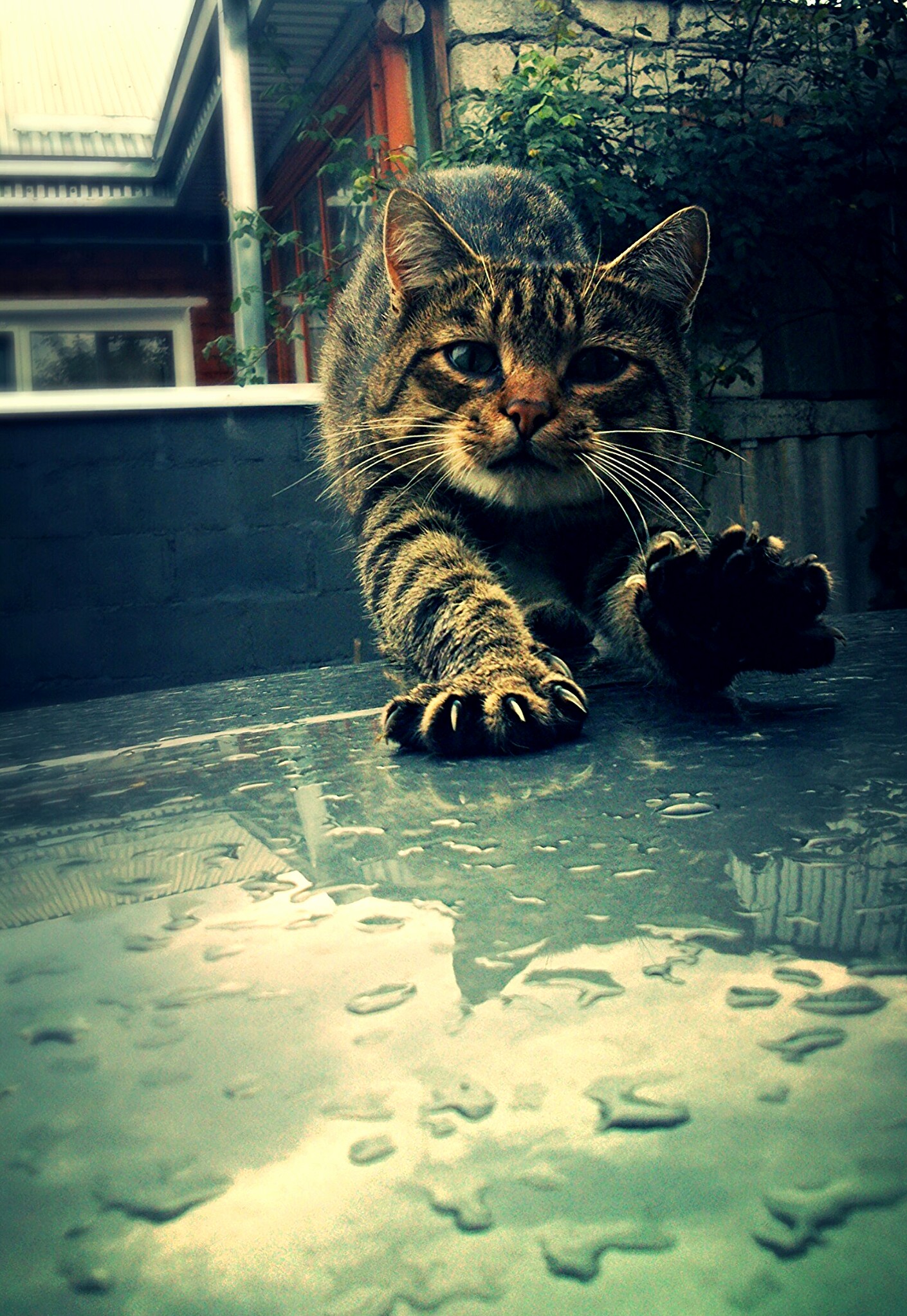 Stretching Tabby Cat.