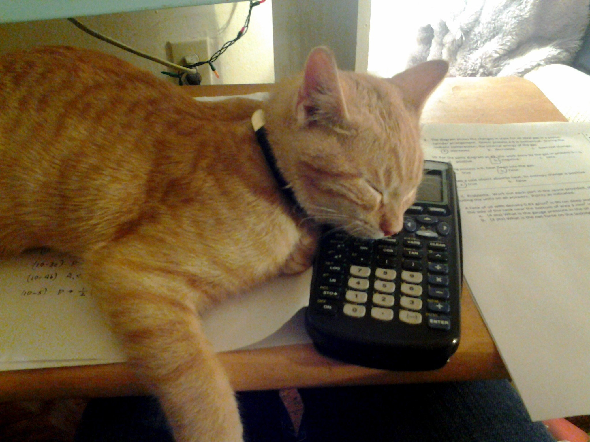 Study Buddy
