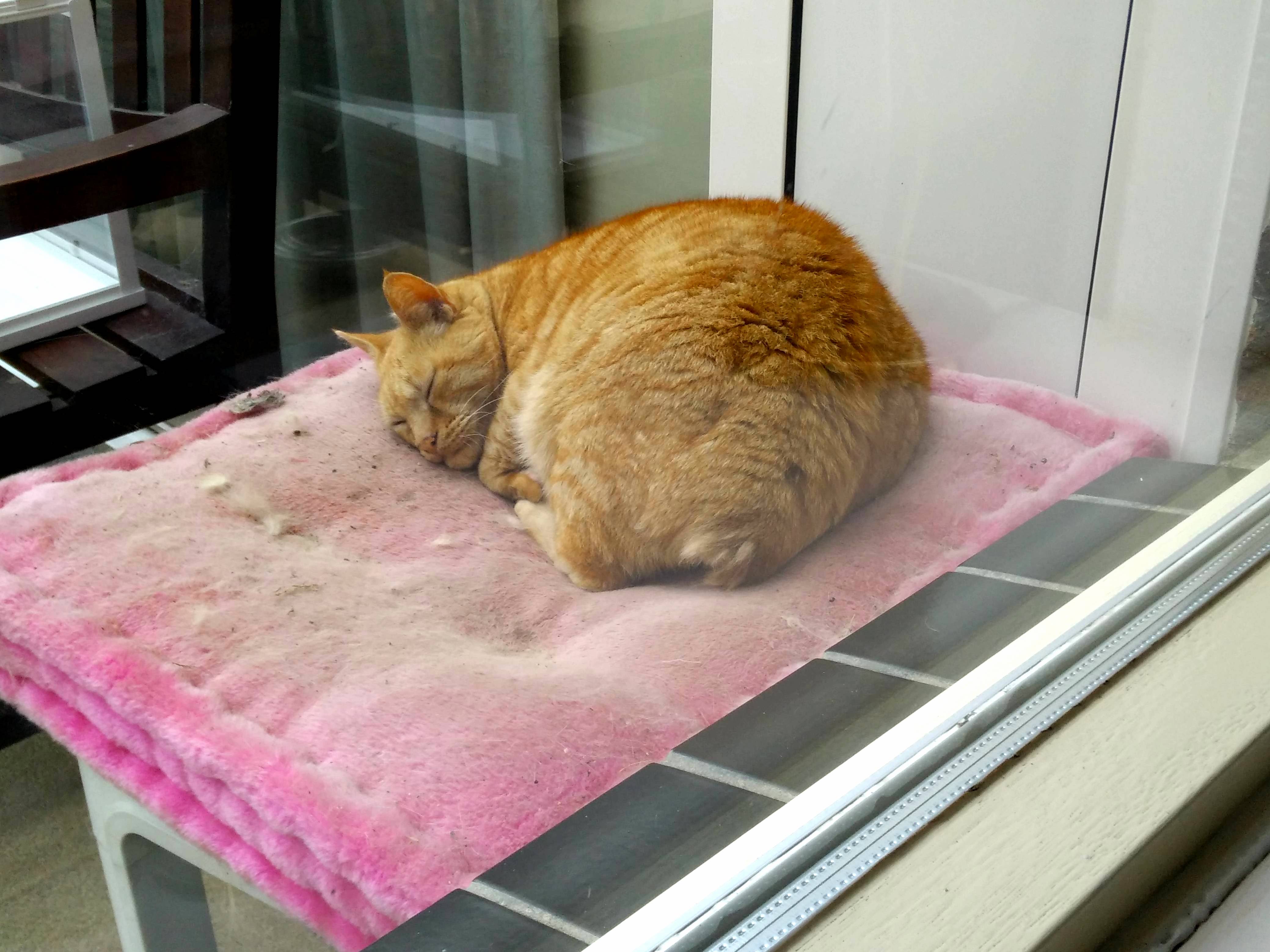 Tail-less Tommy