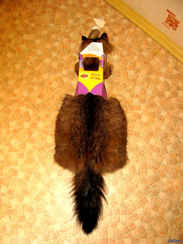 Tea Cat - No Sugar Please Favorite Funtime Get Into Boxes