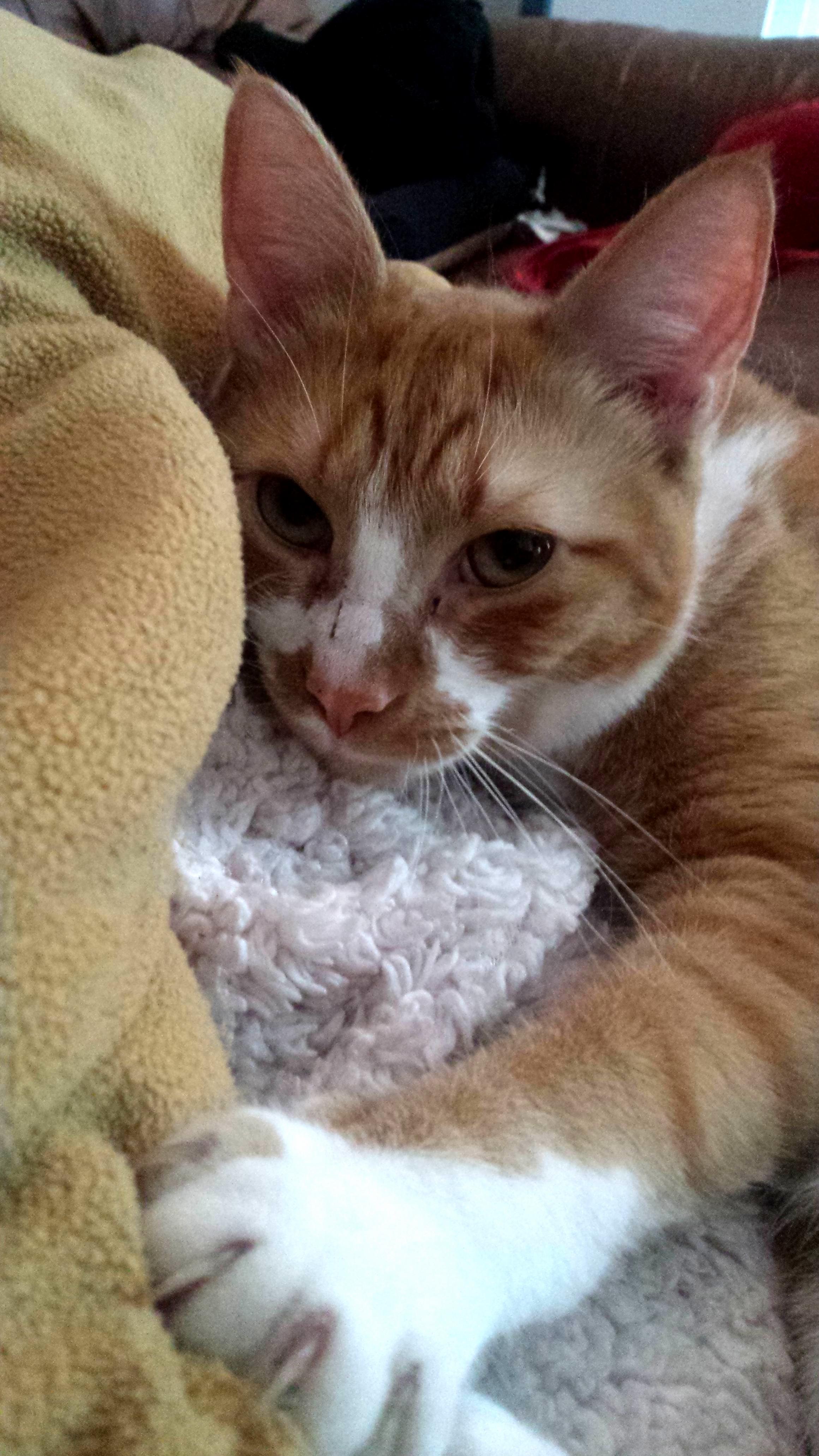 Tek and His Blanket