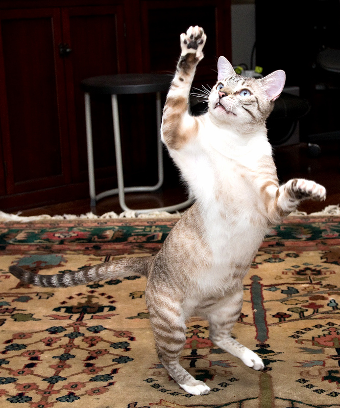 The Samster Has Joined a Local Troupe of Cat Mimes. Here Hes Practicing His Invisible Litterbox Routine.